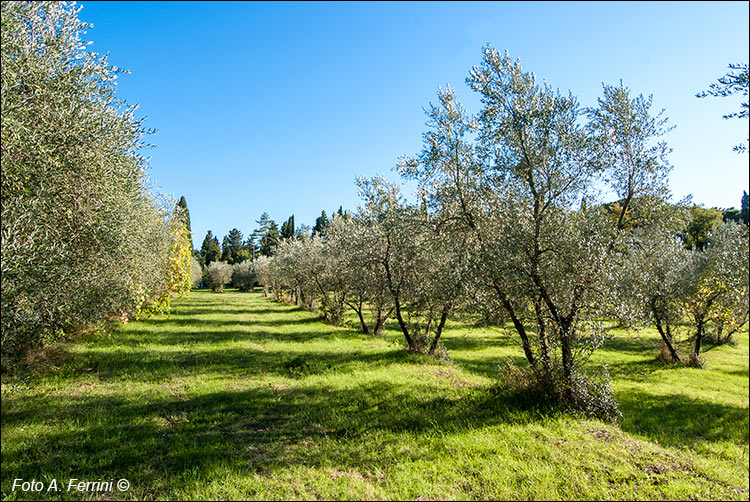 Olio Castiglion Fibocchi