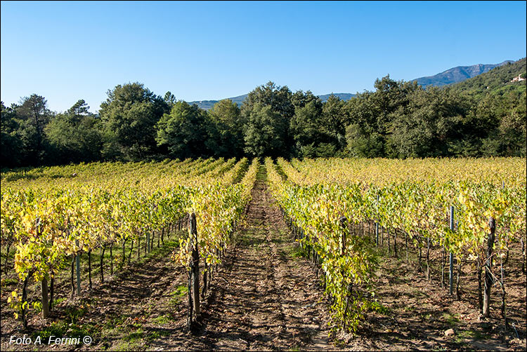 Vino Castiglion Fibocchi