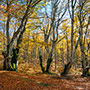 Foliage nell’Alpe di Catenaia