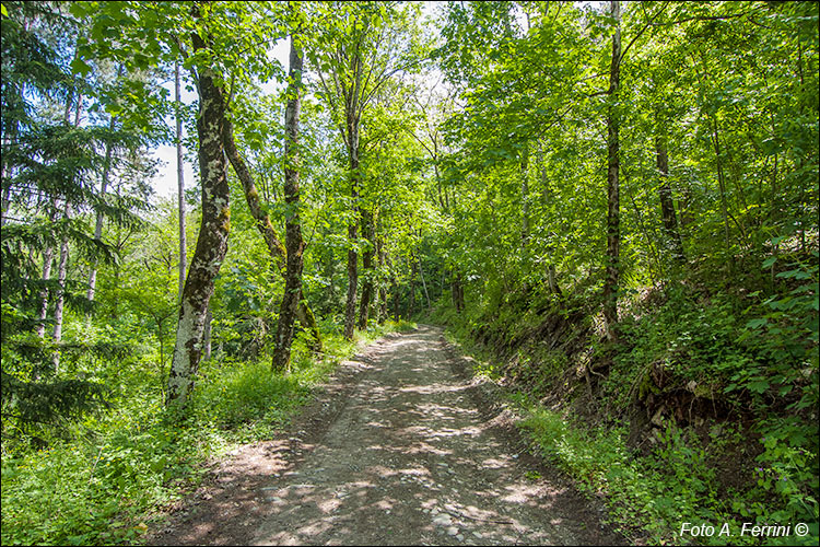 Strada forestale verso La Casella