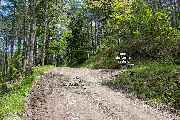 Strada forestale verso La Casella