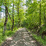 Strada forestale verso La Casella