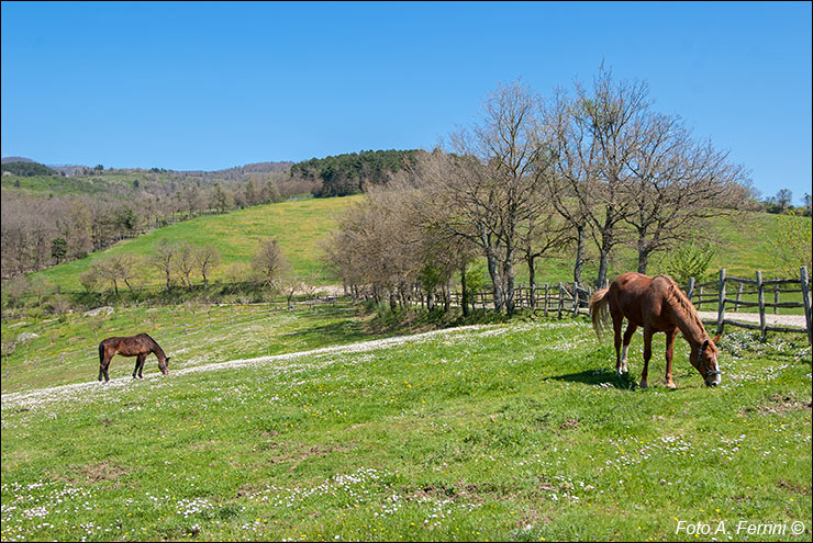 La Collina delle Stelle