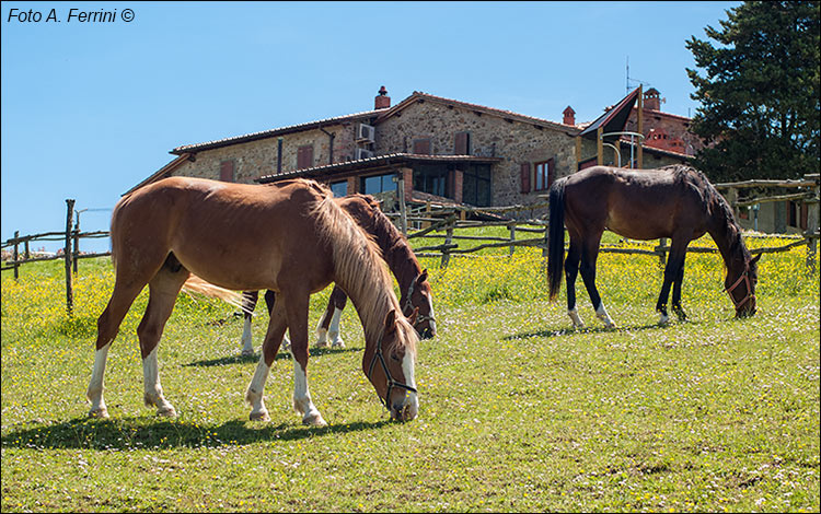 La Collina delle Stelle