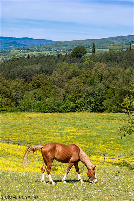 La Collina delle Stelle