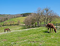 La Collina delle Stelle