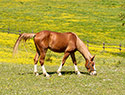 La Collina delle Stelle