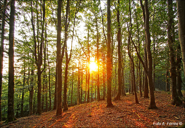 Tramonto nel Parco