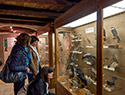 Collezione ornitologica, Stia