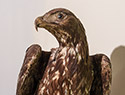 Aquila Foreste Casentinesi