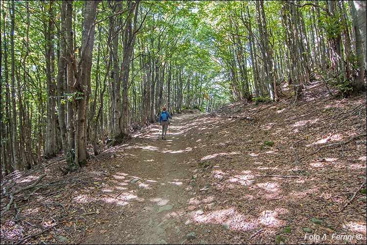 GEA 00 tra Monte Falco e Falterona