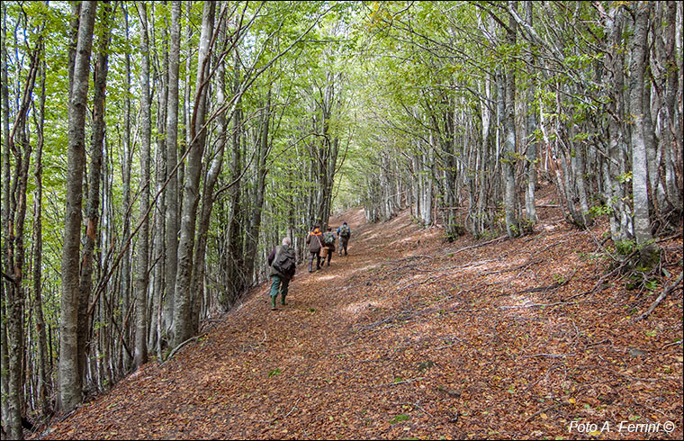 Percorso CT 4 sul Falterona