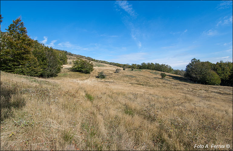 Prati di Montelleri, Falterona