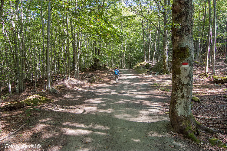 CAI 17, Monte Falterona 