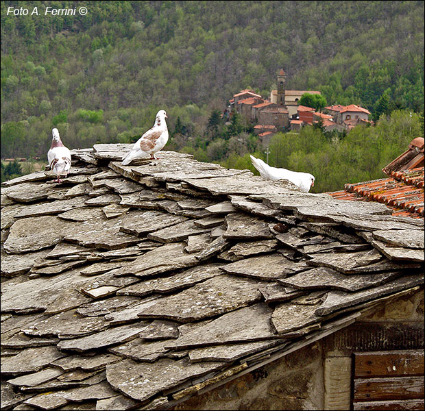 Faltona