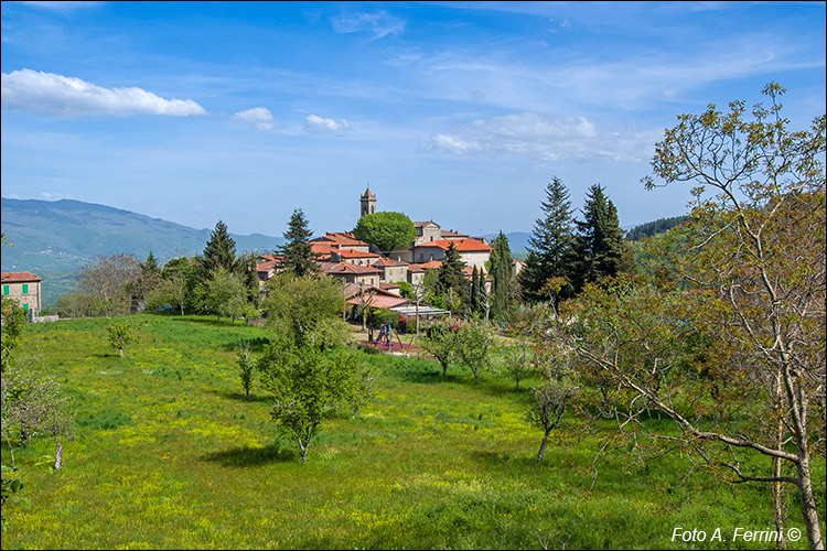 Faltona