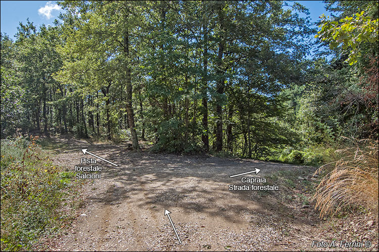 Strada per Salcioni