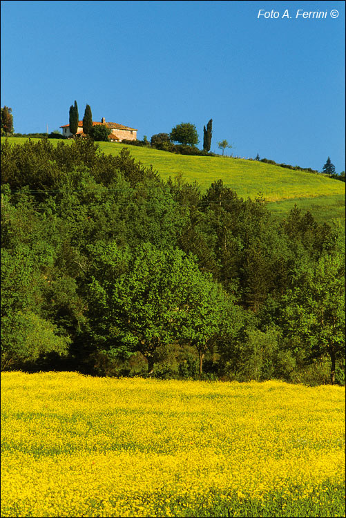 PAESAGGIO TOSCANA