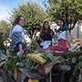 Subbiano, Festa dell’Uva