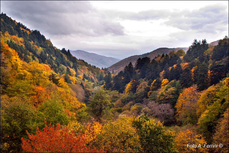 Foreste di Camaldoli