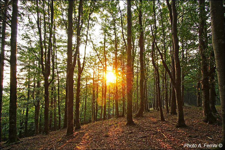 Casentino: il Parco Nazionale