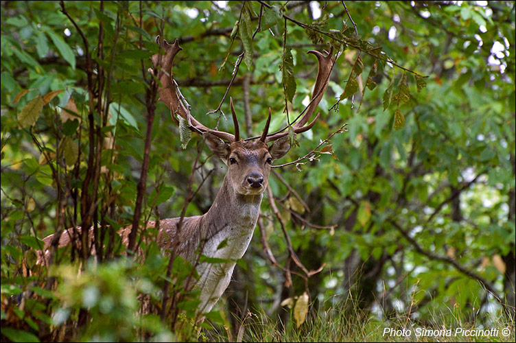 Casentino: fauna in the National Park