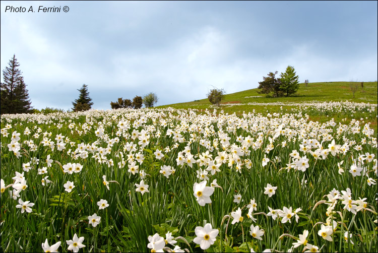 Casentino: Pratomagno in bloom