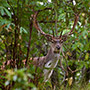 Casentino: fauna in the National Park