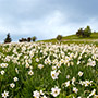 Casentino: Pratomagno in bloom