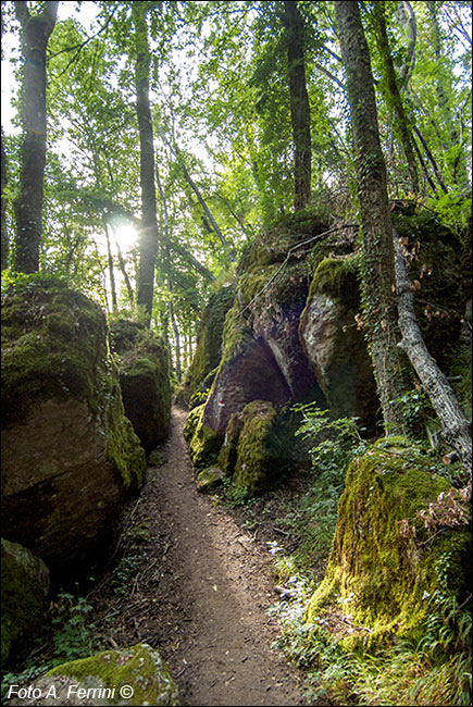 Bosco delle Fate alla Verna