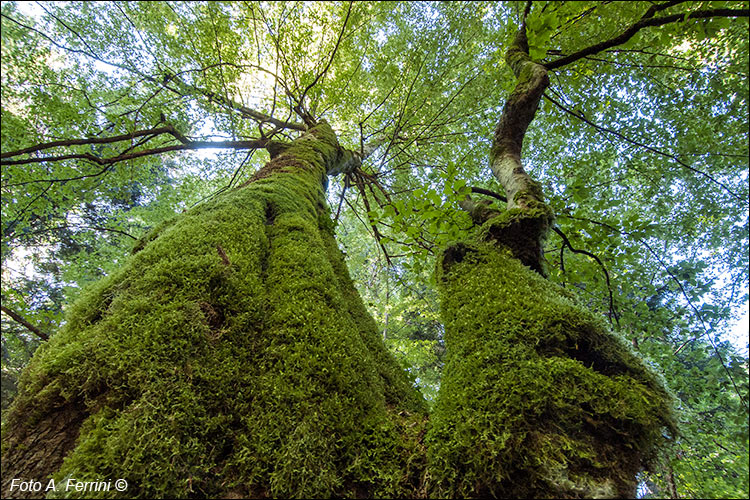 Foresta della Lama