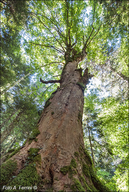 Giganti della foresta