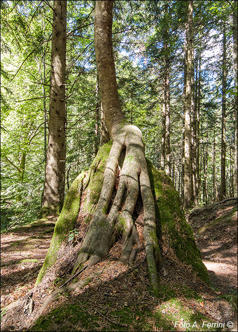 Simbiosi in foresta