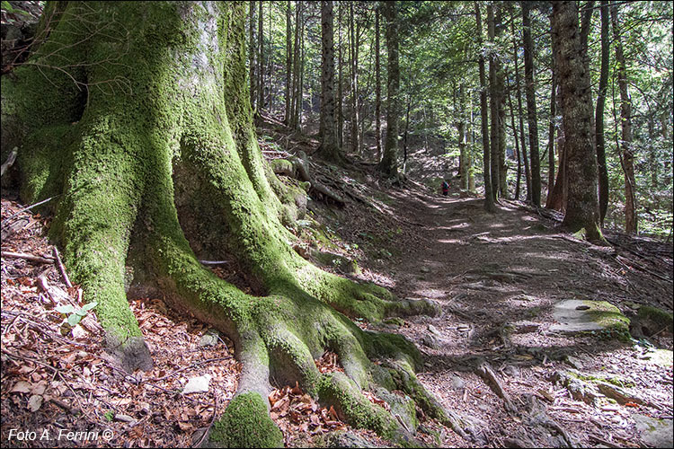 Radici nella foresta