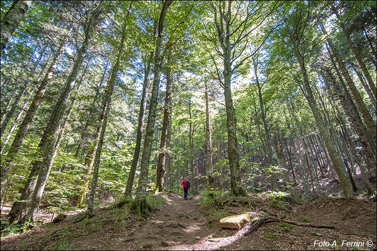 Faggete in foresta