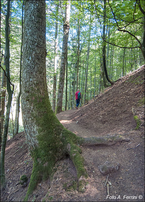 Faggete in foresta