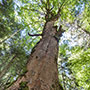 Giganti della foresta