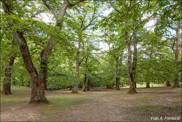 Castagneti Foreste Casentinesi