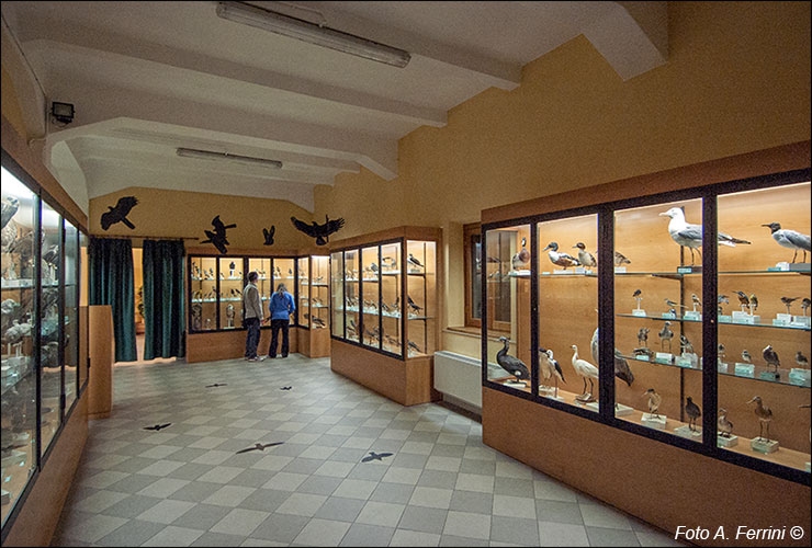 Museo Ornitologico Camaldoli