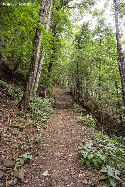 Sentiero Natura Camaldoli