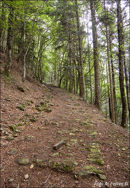 Sentiero Natura Camaldoli