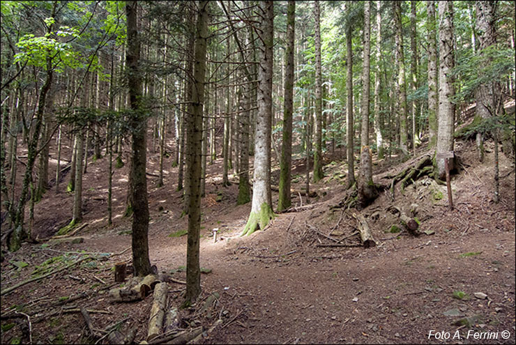 Sentiero Natura Camaldoli