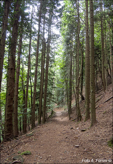 Sentiero Natura Camaldoli