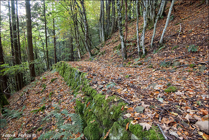 Sentiero Natura Camaldoli