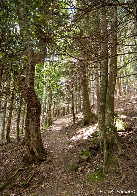 Sentiero Natura Camaldoli