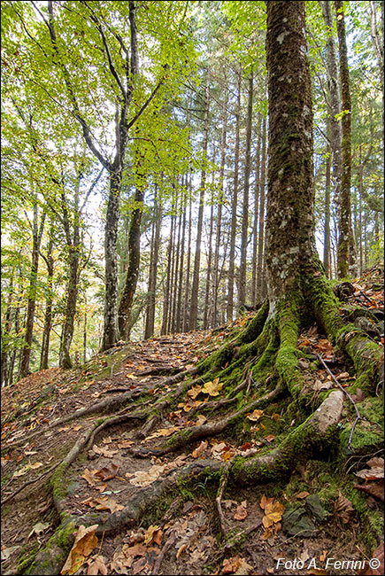 Sentiero Natura Camaldoli