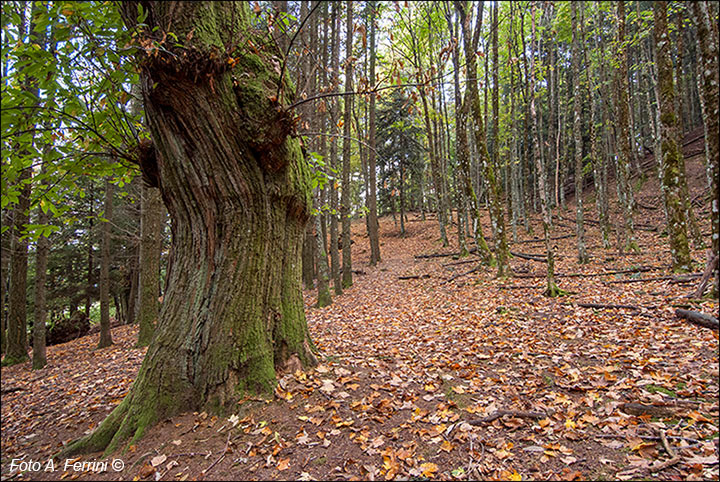 Il castagno innestato