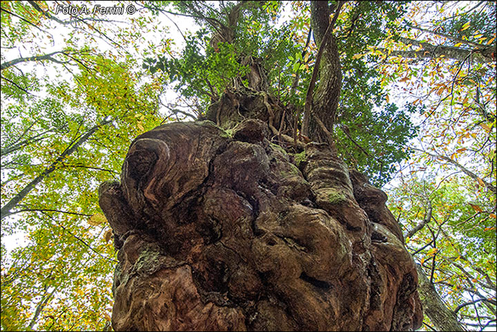 Sentiero Natura Camaldoli