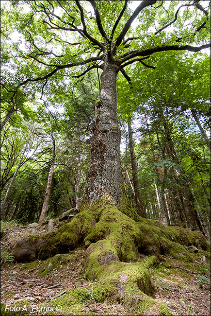 Sentiero Natura Camaldoli