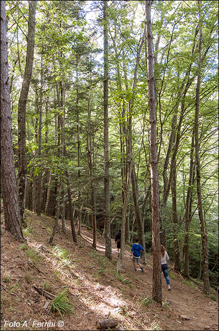 Sentiero Natura Camaldoli